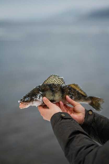 Охрана и устойчивость популяции