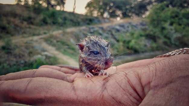 Рекорды по весу и длине: кто занимает первое место?