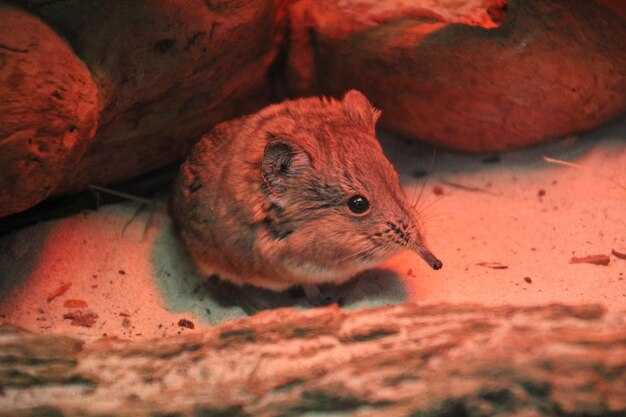 Существуют ли крысы, достигающие величины собаки?