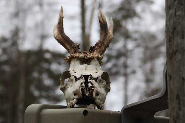 Значение кельтских символов и их влияние на характер
