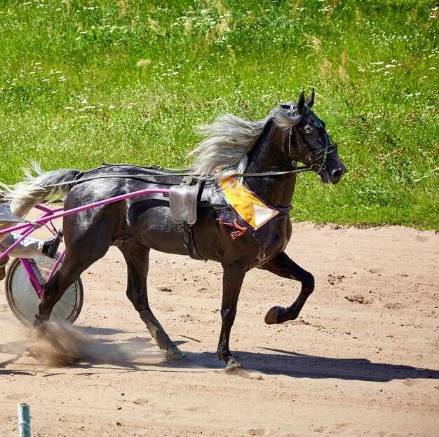 Дерби-лидер: Печорин