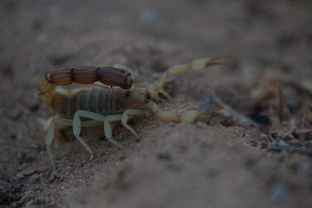 Значение скорпионов в науке
