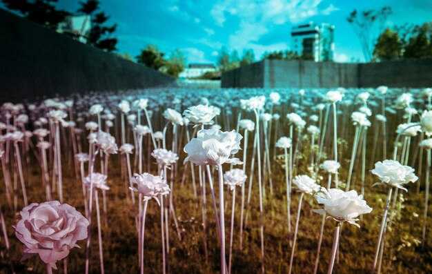 Как интерпретировать цветы в зависимости от времени года?