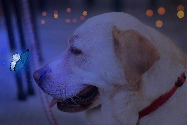 Как влияние знака зодиака отражается на поведении собаки