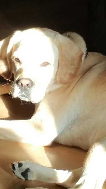 Физические характеристики: размеры и строение тела