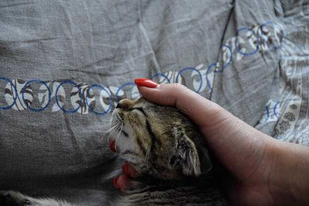 Значение снов о кошках и их лапках