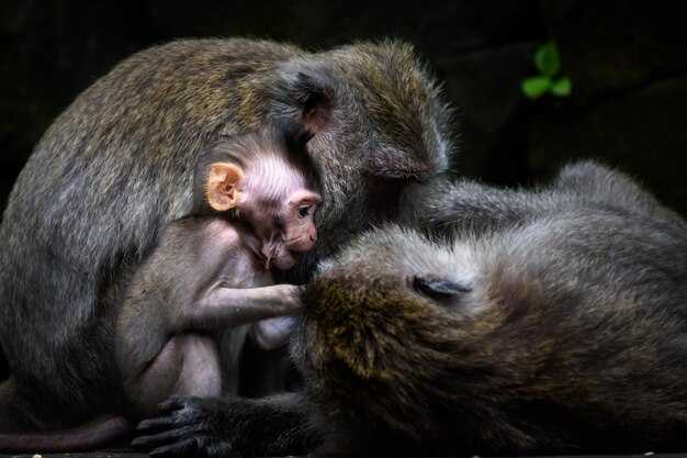Эмоциональная поддержка: как дракон и обезьяна могут помочь друг другу