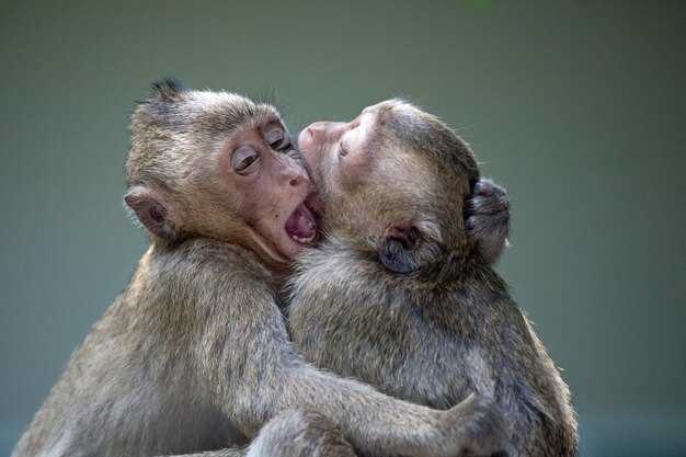 Роль юмора в отношениях между драконом и обезьяной