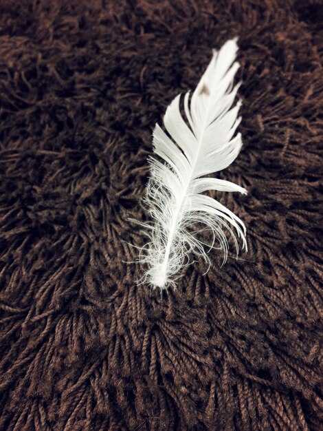 Сонник Ванги: символ чистоты и света