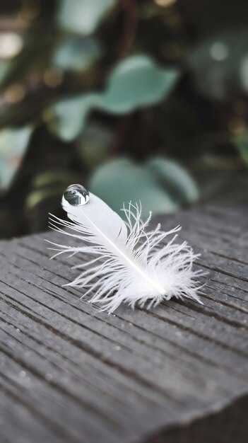 Популярные сонники и их трактовка белых перьев