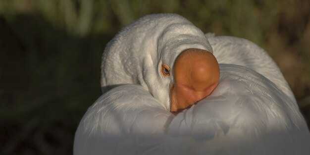 Страус и его связь с эмоциями и психикой