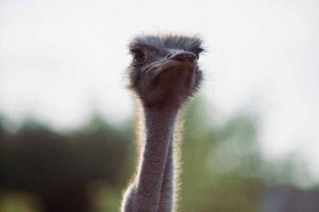 Что значит увидеть страуса в полете?