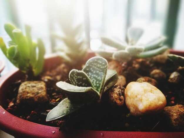 Связь между личной жизнью и прорастанием растений