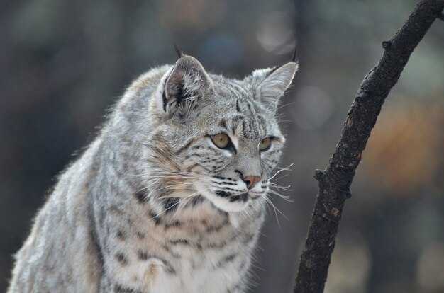 Мудрость и знание: зачем обращать внимание на послания рыси