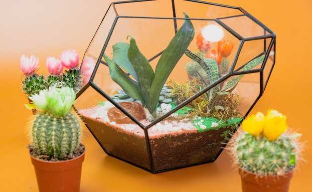 Какие кактусы подходят для внутреннего использования