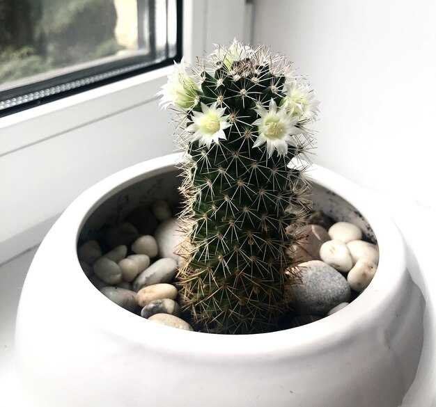 Куда размещать цветы для максимального эффекта