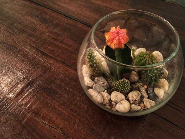 Кактусы в домашних условиях: за и против