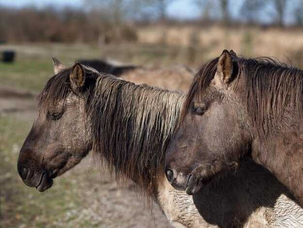 Анатомические особенности конечностей