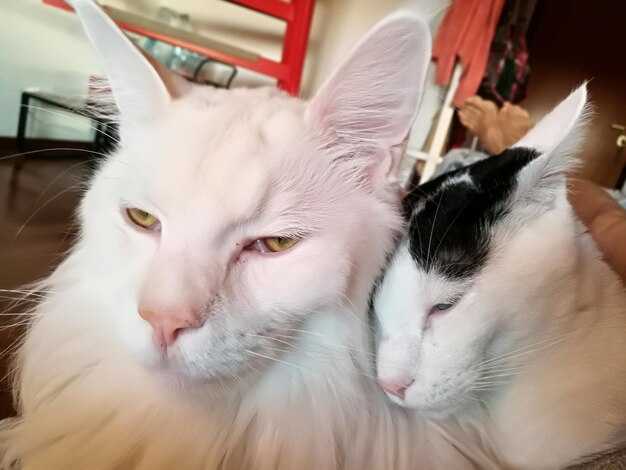 Карьерные амбиции и профессиональная жизнь