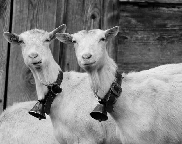 Чувствительность и эмоциональность