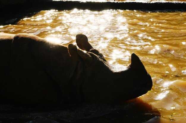 Технологические разработки для имитации хождения по воде