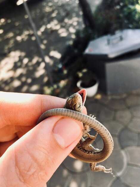 Что может предвещать сон о нападении?