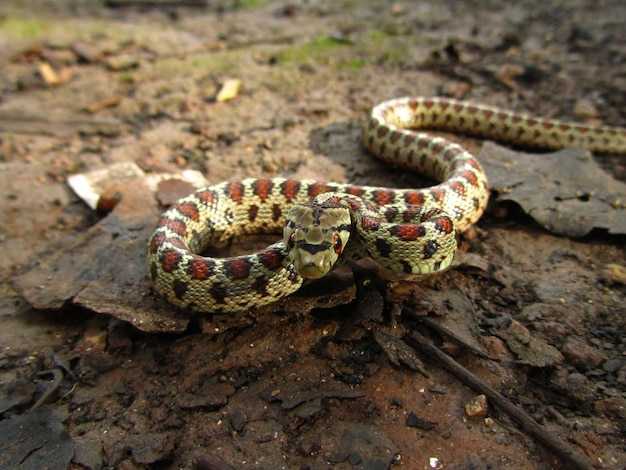 Как восприятие змеи меняется в зависимости от контекста сна?