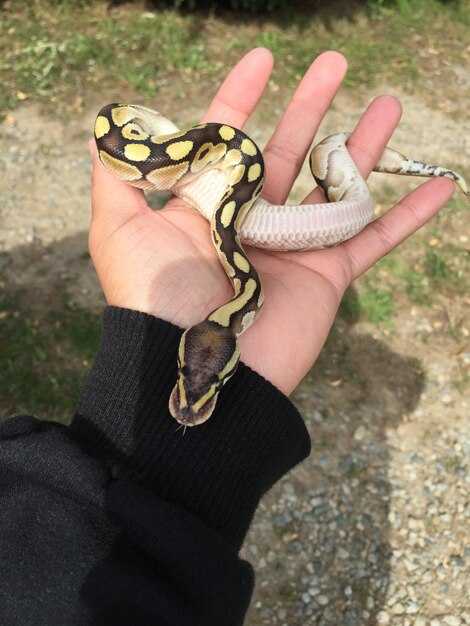Толкование нападения змеи в сновидениях