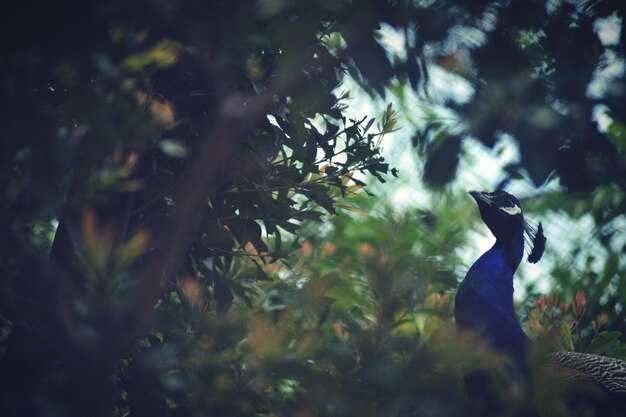 Использование в фольклоре и пословицах