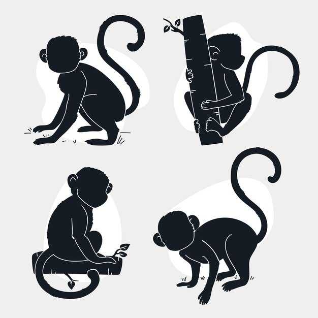 Общее понятие о линии симиан