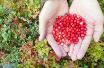 Клюквино: почему эта ягода стала самым счастливым амулетом?