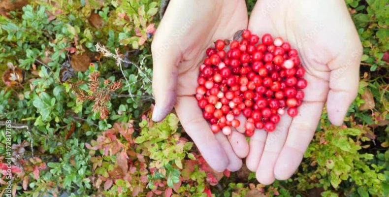 Клюквино: почему эта ягода стала самым счастливым амулетом?