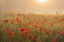 Маковые росы счастливый амулет 50: почему этот оберег работает безотказно