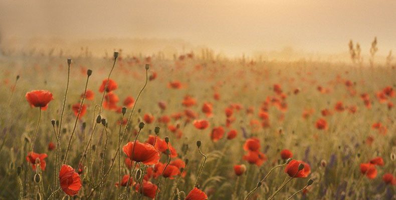 Маковые росы счастливый амулет 50: почему этот оберег работает безотказно