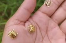 Талисман скарабея в Elden Ring: Скрытый секрет, о котором молчат профи