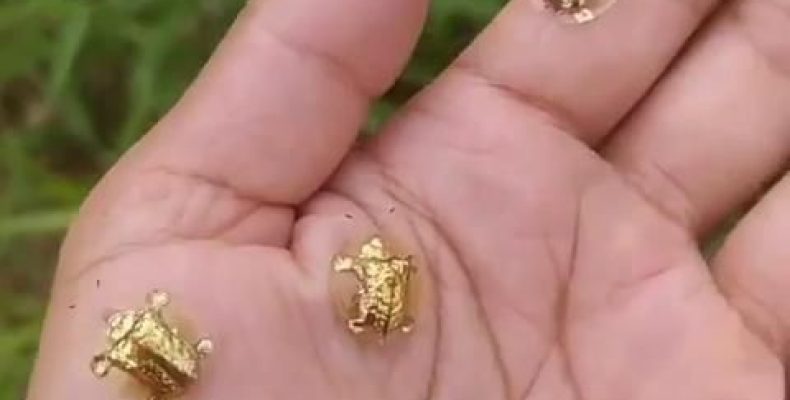 Талисман скарабея в Elden Ring: Скрытый секрет, о котором молчат профи