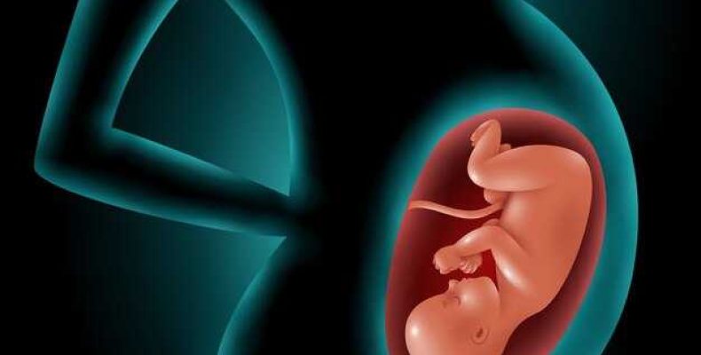 5 неделя беременности что происходит с плодом