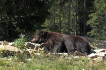 Медведь-хранитель: древний амулет, который перевернет твою жизнь