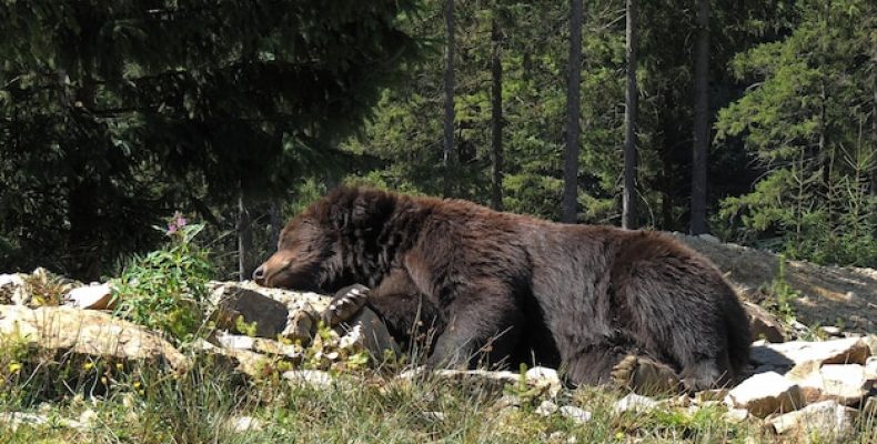 Медведь-хранитель: древний амулет, который перевернет твою жизнь