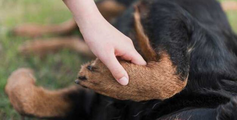 Акант моллис — уход и размножение аканта медвежья лапа в домашних условиях