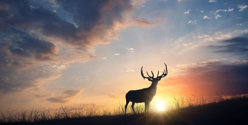 Олений талисман: текст, скрытая сила и как он меняет судьбу