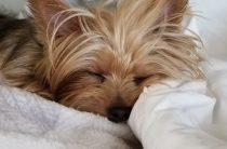 Беременность йорка по неделям: от вязки до первых щенков