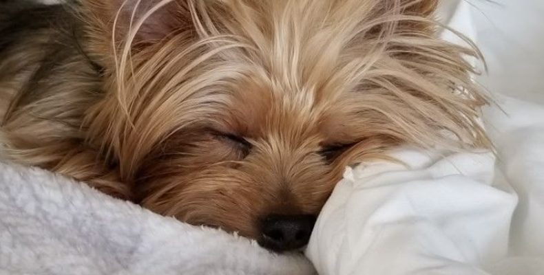 Беременность йорка по неделям: от вязки до первых щенков