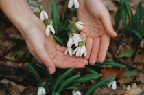 Чистка ландыша от семян — как снять негативные воздействия и восстановить гармонию