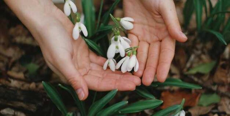 Чистка ландыша от семян — как снять негативные воздействия и восстановить гармонию