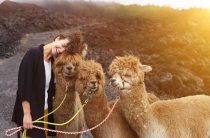 Что означает сон о верблюде — толкование действий верблюда во сне