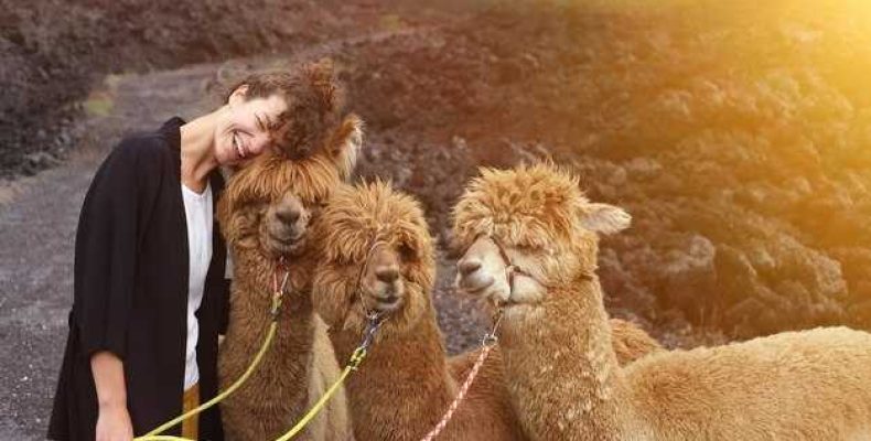 Что означает сон о верблюде — толкование действий верблюда во сне