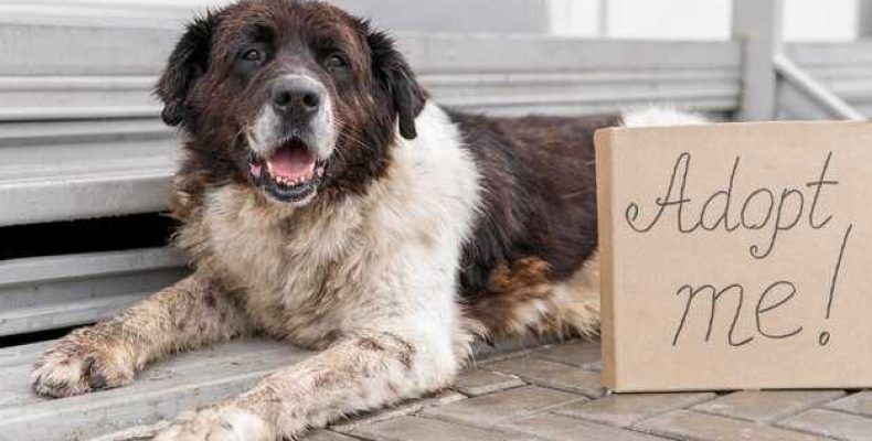 Что означает выражение собака на сене? Пояснение и история фразы