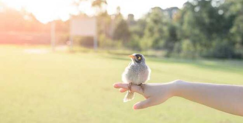 Что выбрать — Синица в руках или Журавль в небе? Сравнение и советы