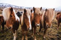 Чубарыи кон крапчатая масть — четыре основные масти лошадей и их особенности